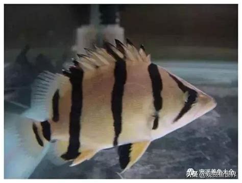 銀虎魚|比較齊全的虎魚品種圖鑑參考和飼養攻略 